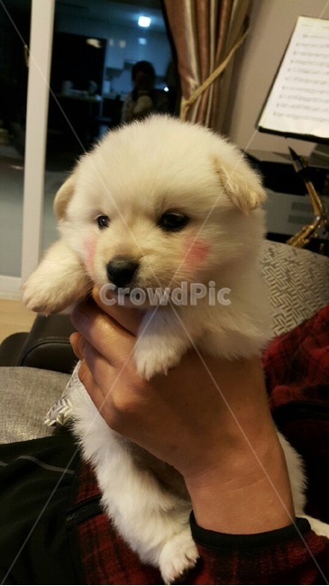 강아지,귀여운강아지,귀여운,개,dog,동물,애완동물,애완강아지,pet,puppy