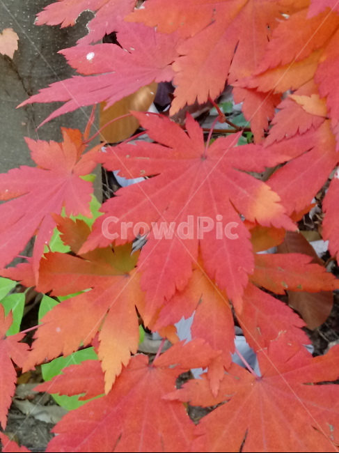 가을,단풍,낙엽,maple,plant,식물,단풍나무,단풍잎,leaf,잎,tree,나무,계절,fallautumnseason,가을단풍,자연,풍경,경치,가을,계절,fall,autumn,season,식물,자연,plants,nature,나무,trees,wood