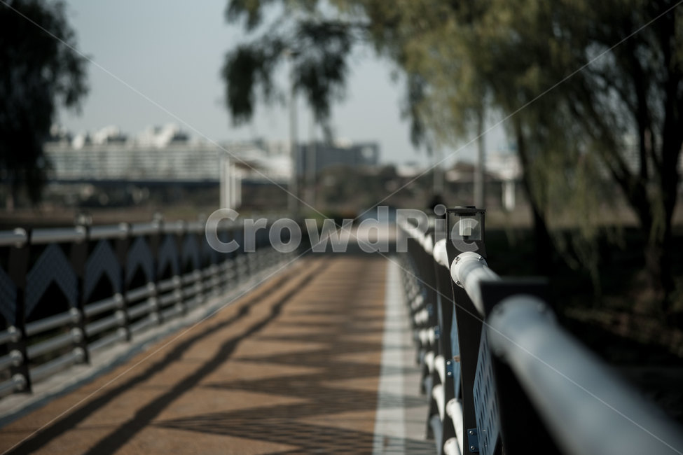 한강,세빛섬,다리,나무,가을,자연,풍경,nature,landscape,railing,난간,banister,handrail