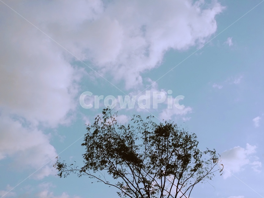 하늘,나무,구름,빛,배경,자연,풍경,nature,landscape,outdoors,옥외,weather,날씨