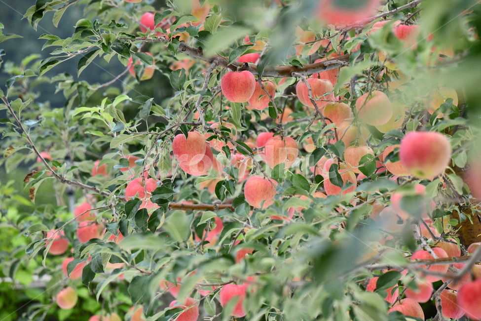 사과,과일,음식,plant,apple,과수원,식품,과일,열매,fruit