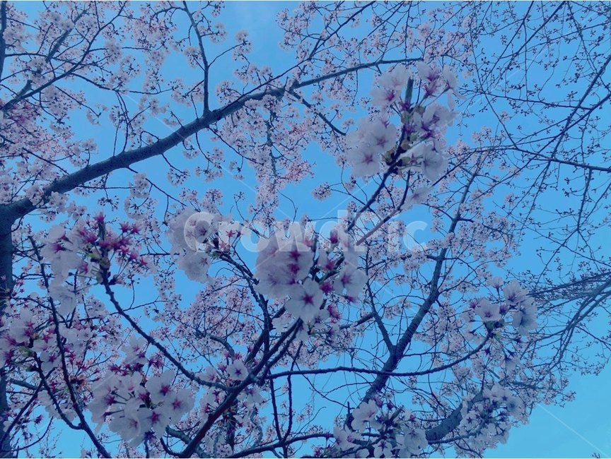 벚꽃,꽃,식물,봄,벚꽃나무,자연,하늘,plant,blossom,flower,cherryblossom,nature,sky