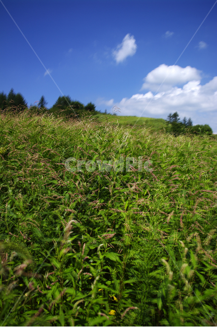 하늘,식물,초록,풍경,구름,자연,nature,목초지,자연,풍경,nature,landscape