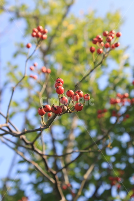 열매,빨간열매,야생열매,가을,plant,식물,food,음식,fruit,과일,나무,trees,wood,과일,열매,fruit
