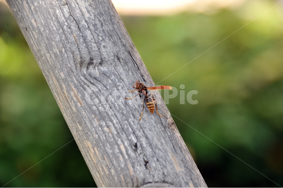 말벌,벌,곤충,벌침,벌레,bug,야생벌,잡사,나무기둥,동물,animal,곤충,벌레,insect,bug
