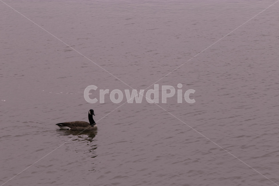 bird,동물,animal,duck,오리,물새,waterfowl,chicken,새,치킨,암탉,가금류,fowl,hen,동물,animal,조류,새,birds