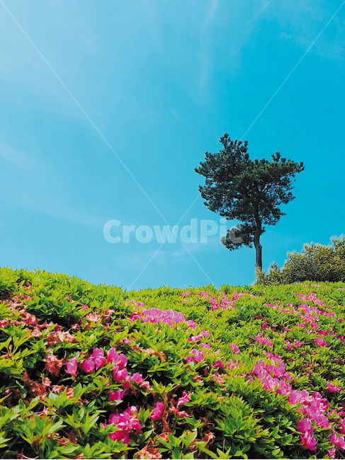 제주도,식물원,파란하늘,하늘,nature,옥외,outdoors,식물,자연,풍경,봄,자연,풍경,nature,landscape,grassland,목초지,field,들,plant