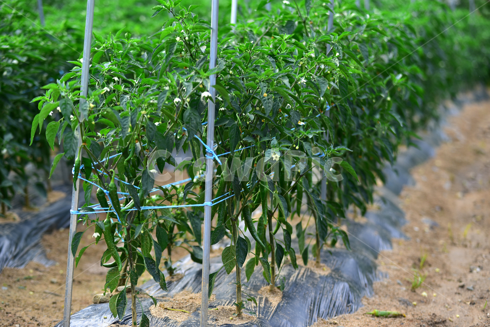 고추,풋고추,고추밭,밭농사,농사,농촌,밭고랑,field,farming,village,pepper,greenpepper,산업,industry,industrial,농업,농사,agriculture,farming,farming industry