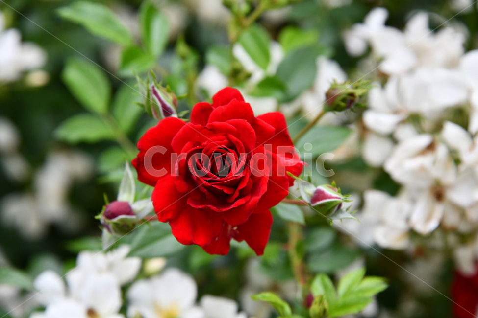 꽃,flower,자연,식물,색상,색깔,감성