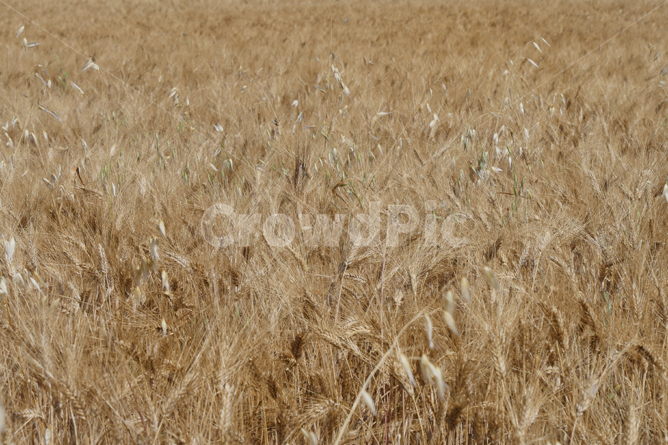 밀,황금들판,blé,보리류,밀밭길,밀밭,황금색,wheat,남부프랑스밀밭,프랑스남부,프랑스시골,프랑스밭,프랑스농촌,황금빛