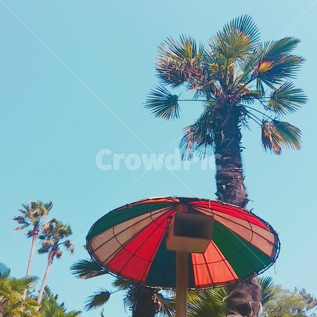 감성,제주도,하늘,나무,파란,푸른,상쾌한,싱그러운,여행,맑은,제주,jeju,sky,파라솔,무지개,rainbow,청명한,여름,휴가