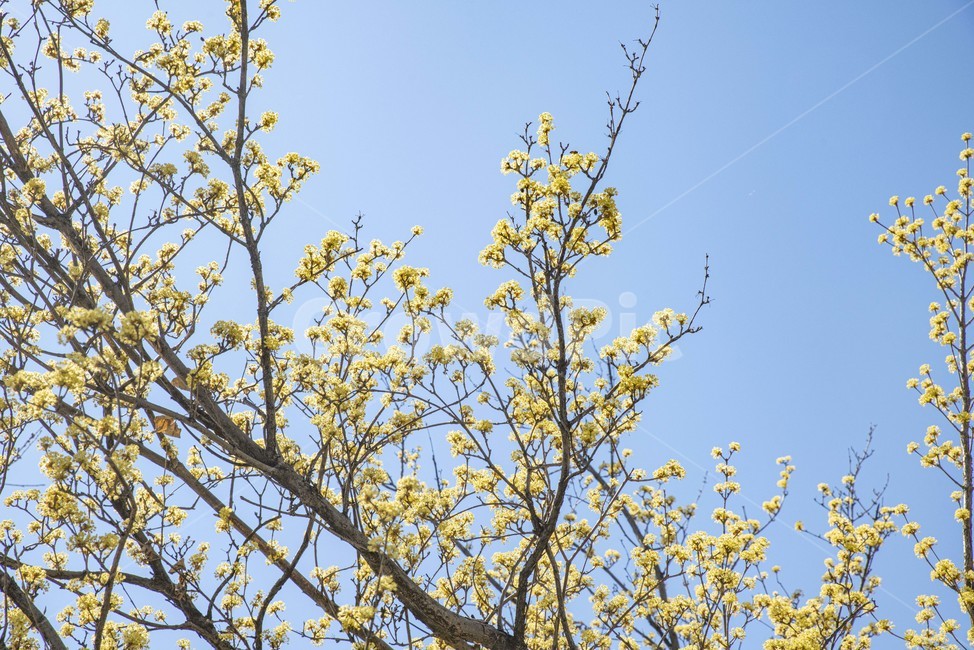 산수유,봄꽃,노랑,꽃나무,노랑꽃,plant,식물,식물,자연,plants,nature,꽃,flower