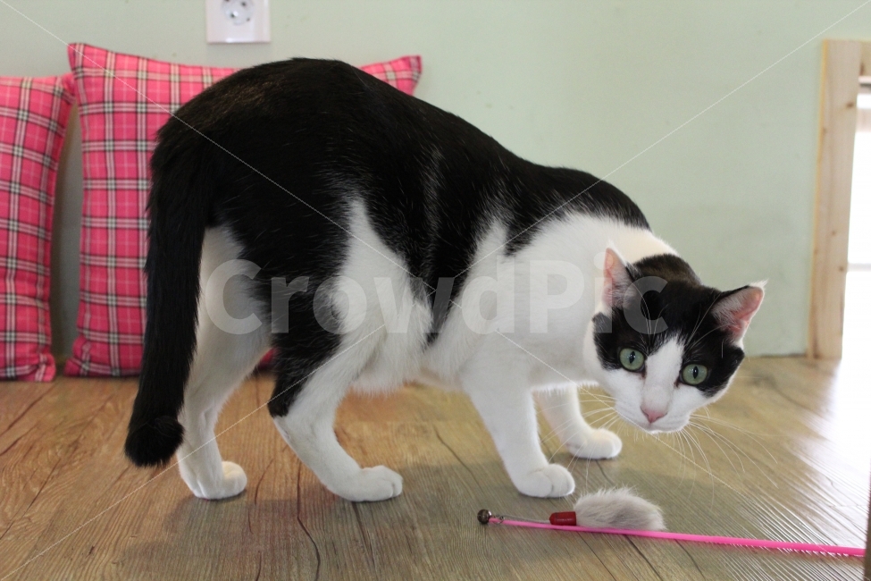 고양이,동물,젖소무늬,코리안숏헤어,멈춤,동물,animal,포유류,mammal,고양이,cat,kitten,kitty