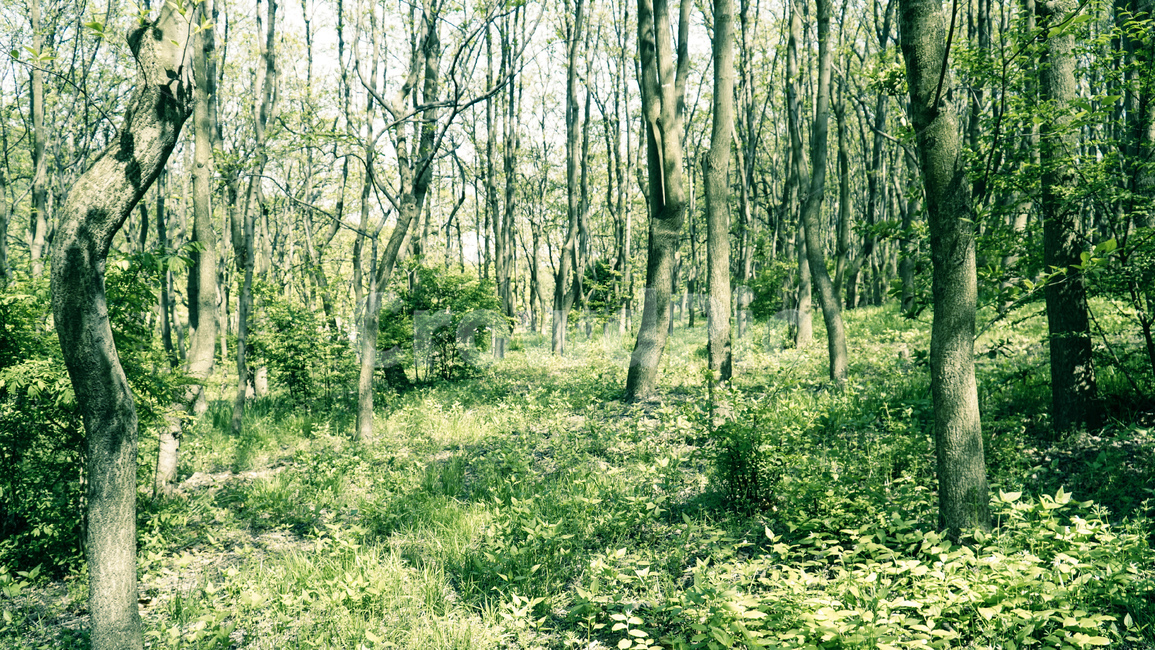 산,나무,초록,꽃,꽃밭,숲속,자연,풍경,nature,landscape,식물,plants,나무,trees,wood,휴식,힐링,rest,relaxation,healing,vegetation,초목,plant,land,땅,forest,숲,woodland,삼림지,tree,outdoors,옥외,grove,작은 숲