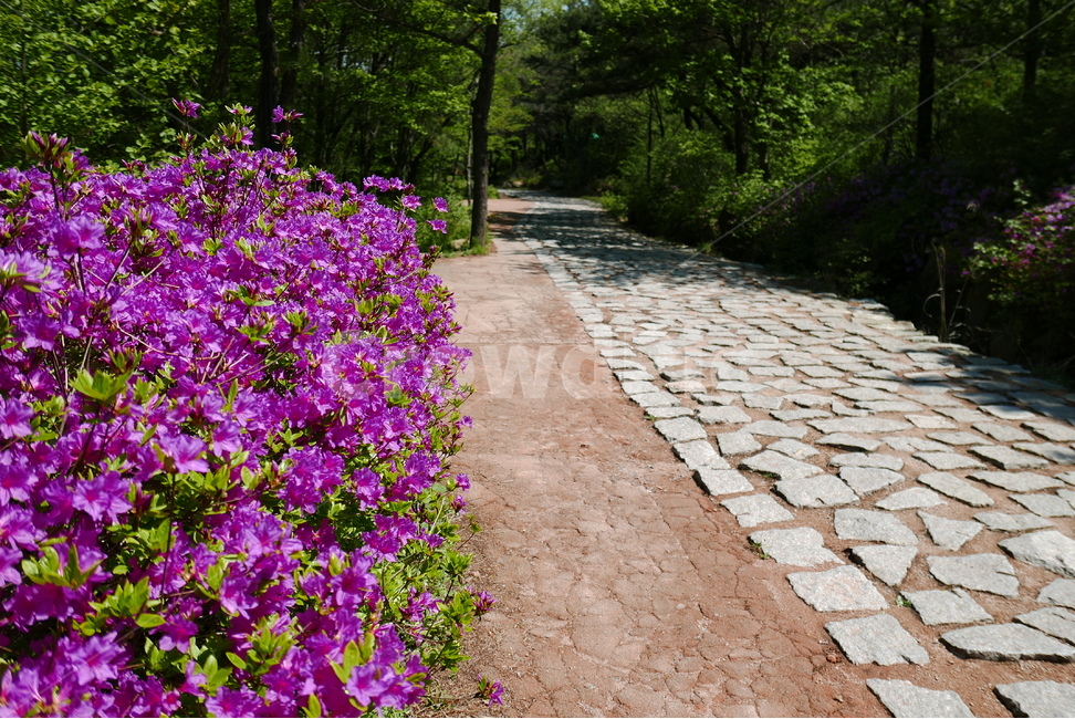 철쭉꽃,철쭉,산길,돌길,봄,봄꽃,분홍꽃,진달래,꽃,꽃잎,분홍색,만개,식물,활짝,개화,잎,초록색,영산홍,소식,군락,공원,길,숲,산,봄,계절,spring,season,식물,자연,plants,nature,꽃,flower,blossom,geranium,제라늄,plant