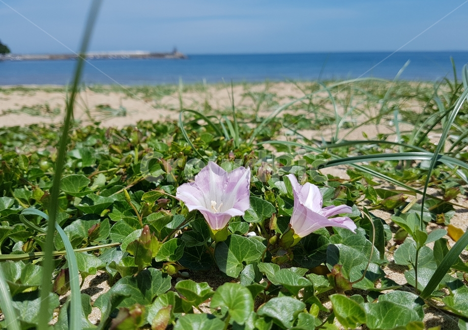 바다,꽃,여름,배경,모래,식물,자연,plants,nature,꽃,flower