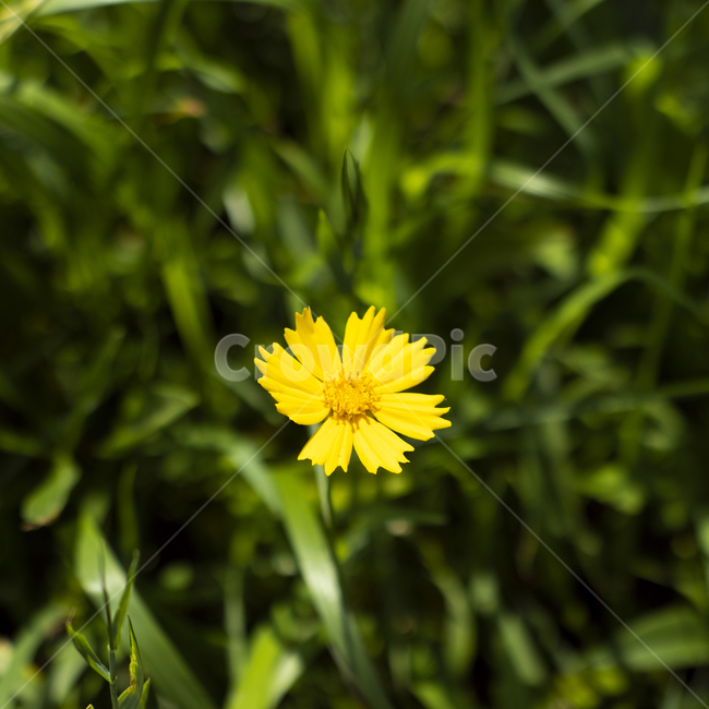 꽃,야생화,식물,plant,노란색,노란꽃,flower,식물,자연,plants,nature,꽃,flower