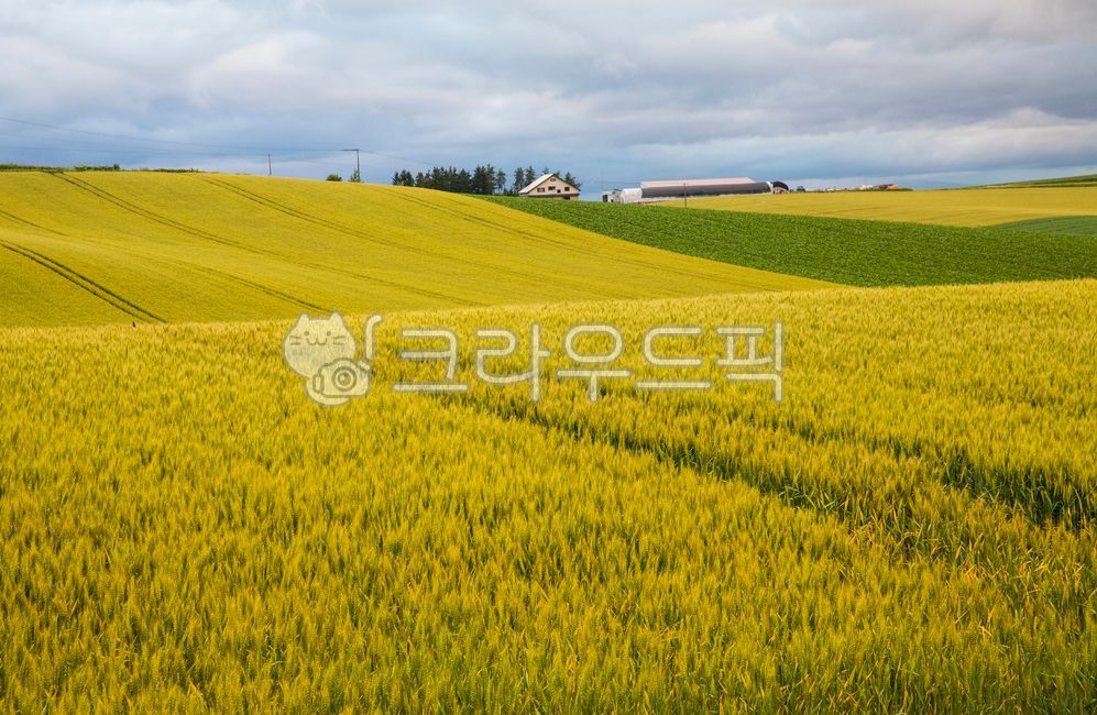 외국,일본,북해도,언덕,언덕배기,밭,시골,농촌,여름,호밀,호밀밭,하늘,안개,구름,field,들,들판