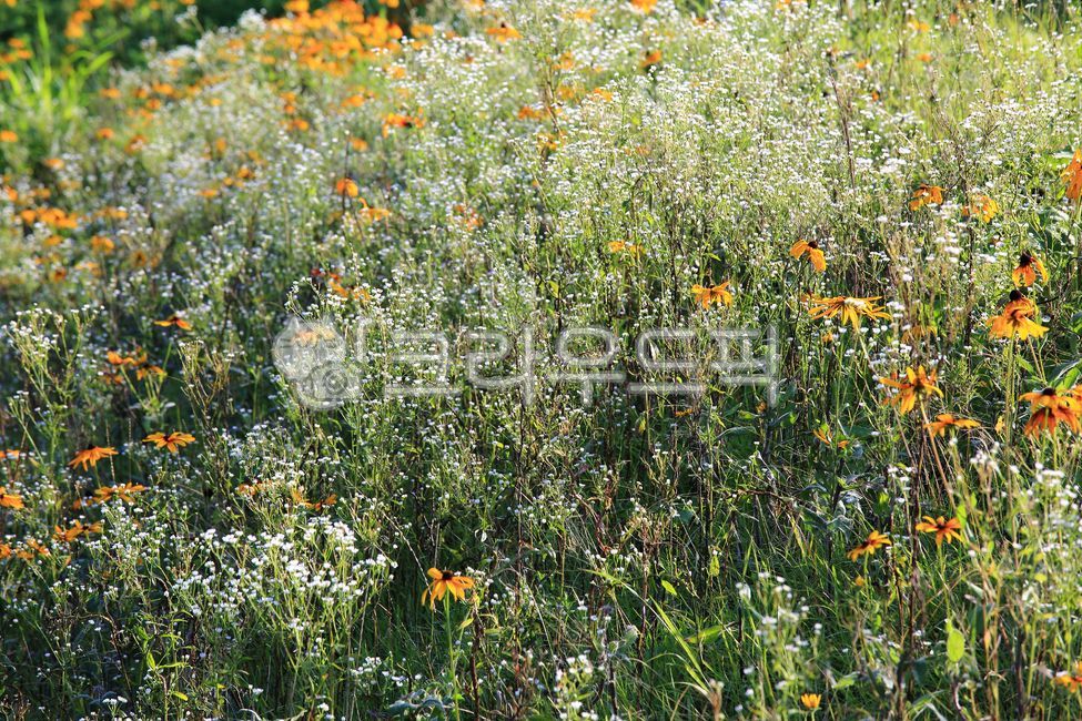 꽃,야생화,여름꽃,개망초,아름다운,감성,야생,자연,식물,여름,green,summer,화사한,생태,환경,녹색,개화,꽃잎,경치,옥외,꽃밭,flower,wildflowers,view,beautiful,petal,nature,blossom,plant,scenery,outdoors,beauty,미,white,environment,하얀꽃