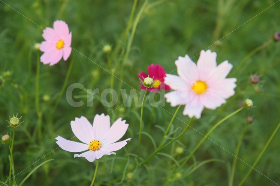 꽃,코스모스,코스모스꽃말,수줍은소녀,살사리꽃,고향,향수,소풍,피크닉,picnic,cosmos,flower,pink,white,들꽃,하늘하늘,여린,연약한,감성적인,아름다운,감성사진,풍경사진,한국여행,가을소풍,봄소풍,가을여행,국내여행,꽃사진,들판,청순함,청초한,부드러운,기분좋은,가을,계절,fall,autumn,season,식물,자연,plants,nature,꽃,flower,plant,blossom,daisy,데이지,daisies