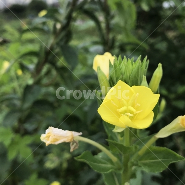 달맞이,달맞이꽃,겹달맞이꽃,금달맞이꽃,월견초,월하향,이브닝프림로즈,Eveningprimrose,GermanRampion,노란꽃,바늘꽃과,두해살이풀,약재,식물,꽃,Flower,식물,자연,plants,nature,꽃,flower