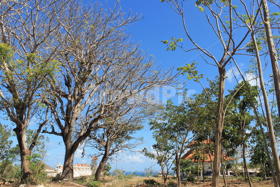인도네시아,발리,하늘,파란하늘,푸른하늘,indonesia,blue,sky,bali,bluesky,tree,나무,자연,풍경,nature,landscape,tree trunk,나무 줄기,plant,식물