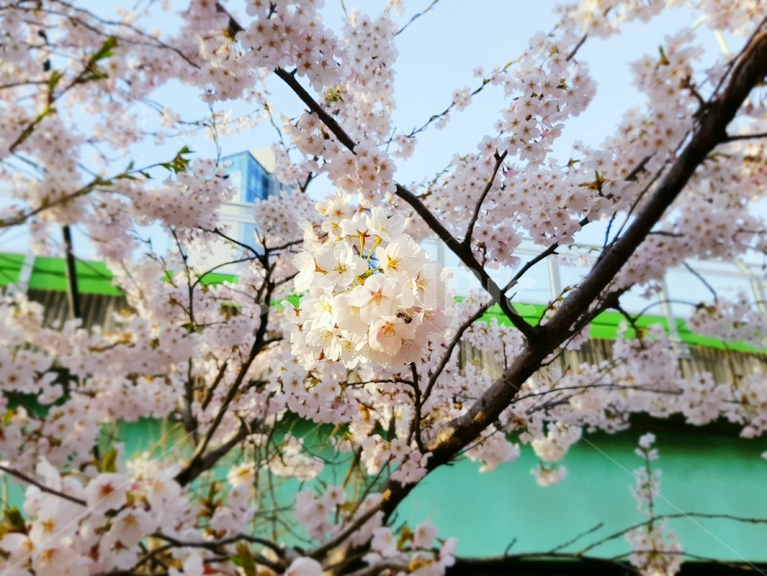 봄,벚꽃,근접촬영,봄꽃,식물,spring