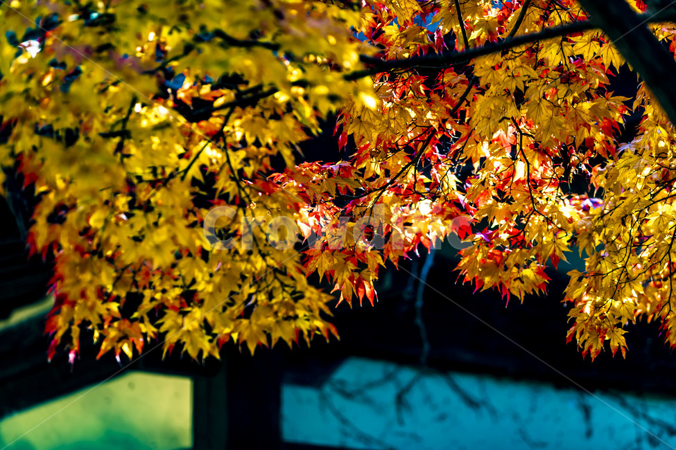 전통가옥,전통건축물,한옥,가을,단풍,한국의미,나무,잎,가을,계절,fall,autumn,season,한국전통,한국문화,korean traditional,korean culture,leaf,plant,식물,tree