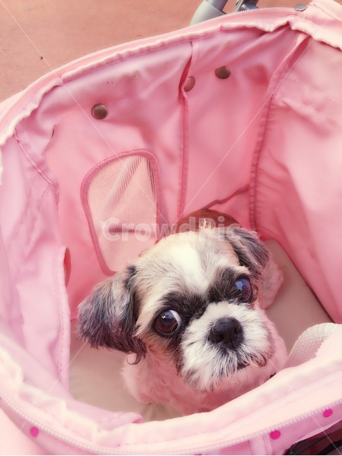 동물,강아지,반려견,강아지유모차,시추,귀요미,핑크,동물,animal,포유류,mammal,개,강아지,dog,doggy