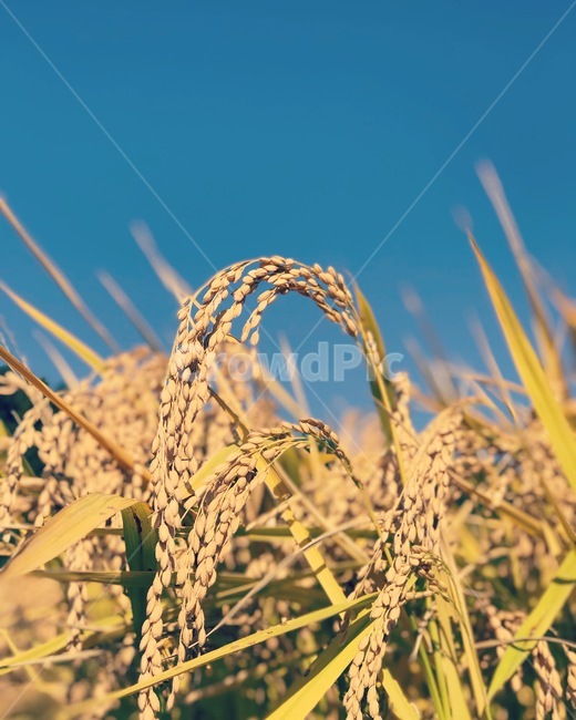 자연,영농,농사,벼,수확,겸손