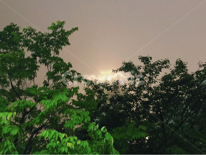 자연풍경,안개,비오는날,나무,야경,흐림,야경,밤,풍경,nightscape,night,landscape,도시,city,outdoors,옥외