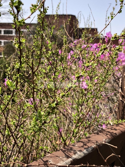 새싹,새순,봄,초록빛,푸르름,싱그러움,식물,plant,spring,봄꽃,시작