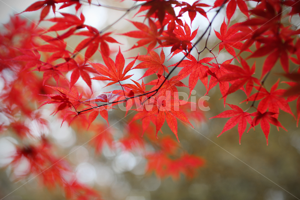 가을,등산,단풍,낙엽,나뭇잎,가을,계절,fall,autumn,season,식물,자연,plants,nature,leaf,잎,plant,tree,나무