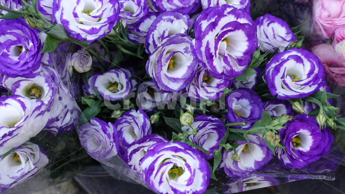 flower,tropic,plant,summer,여름,꽃,꽃송이,blossom,열대,식물,야외,outdoor,green,초록,petal,꽃잎,보라색,purple