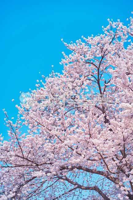 blue sky,pink,Cherry Blossom,nature,tree,spring plants,pink flower,Emotional photo,flower,spring flowers,spring,plant,emotional cherry blossom
