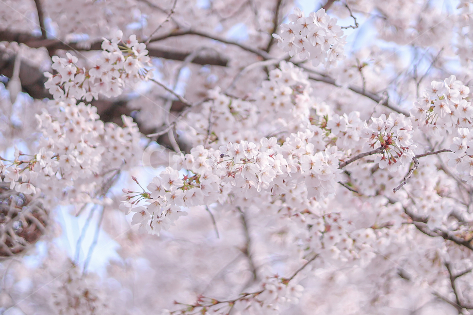 cherryblossom,plant,식물,flower,꽃,blossom,봄,벚꽃,벚꽃비,풍경,벚꽃나무,시즌,봄,계절,spring,season