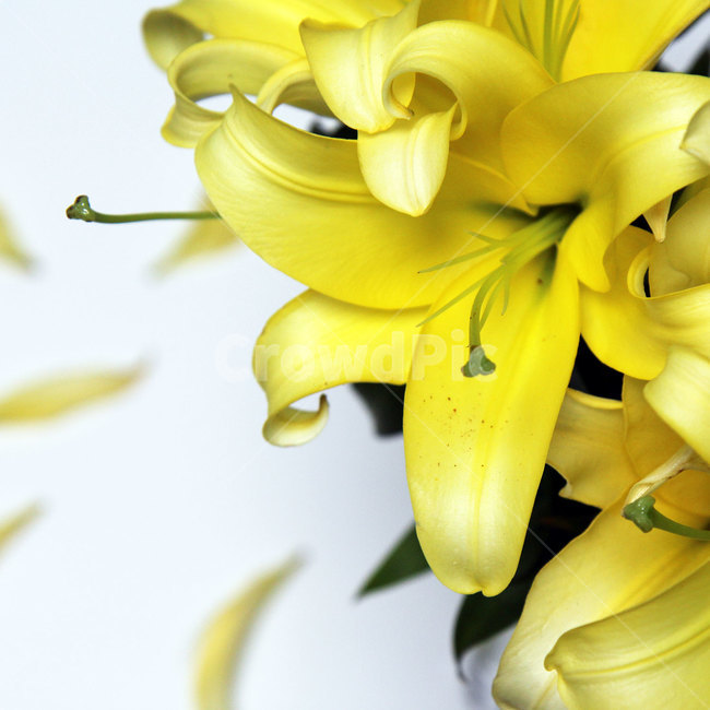 백합,꽃,노랑,yellow,lily