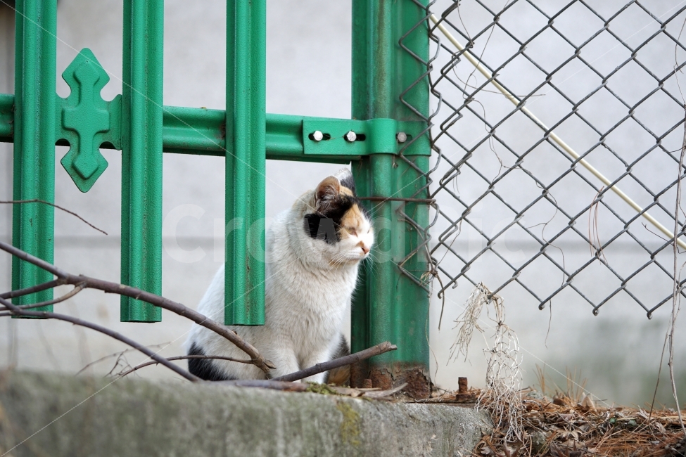 고양이,길고양이,들고양이,삼색고양이,삼색털고양이,동물,흰고양이,공원,낙엽,식물,철조망,나무,풀,나뭇가지,냐옹이,암컷,수컷,도둑고양이,길냥이,cat,animal,snap,snpshot,스냅,스냅사진,스넵,스넵사진,감성,감성사진,힐링,힐링사진,cute,pretty,동물,animal,고양이,cat,kitten,kitty,포유류,mammal