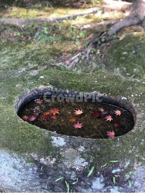 plant,단풍,가을,이끼,고요,자연,식물,nature,maple