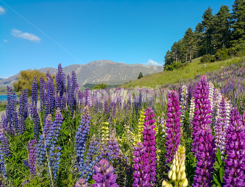 lavender,라벤더,뉴질랜드,꽃,flower,newzealand,꽃말,자연,landscape,식물,자연,plants,nature,꽃,flower