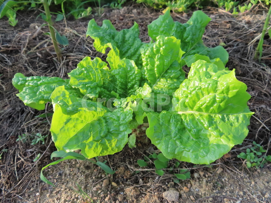 땅,흙,상추,식물,작물,초록색,농원,자연,맑은날,land,clay,lettuce,plants,crops,green,farm,nature,asunnyday,채소,야채,vegetables,산업,industry,industrial,농업,농사,agriculture,farming,farming industry