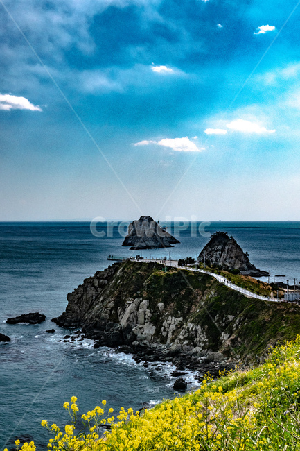 오륙도,섬,바다,유채꽃,꽃밭,자연,풍경,nature,landscape,한국자연풍경,한국자연경관,korea nature landscape,outdoors,옥외,land,땅,ocean,대양,water,물,sea,shoreline,해안선,promontory,곶