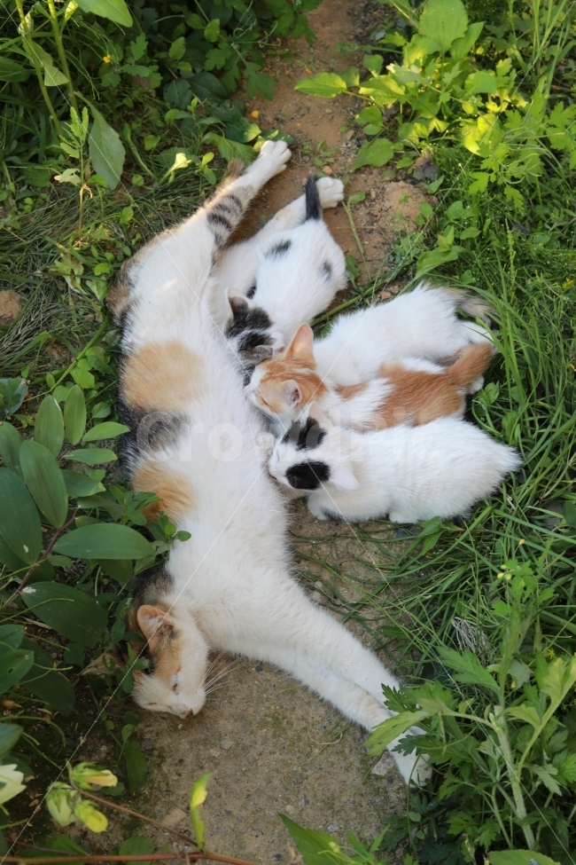 고양이,야옹이,빛모아농원,동물,아기고양이,궁댕이,동물,animal,포유류,mammal,고양이,cat,kitten,kitty,가족,패밀리,family