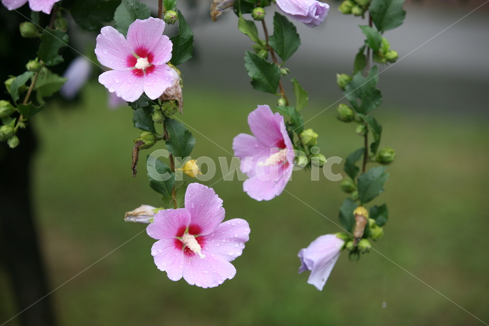 나라꽃,무궁화,대한민국국화,식물,꽃,식물,자연,plants,nature,꽃,flower