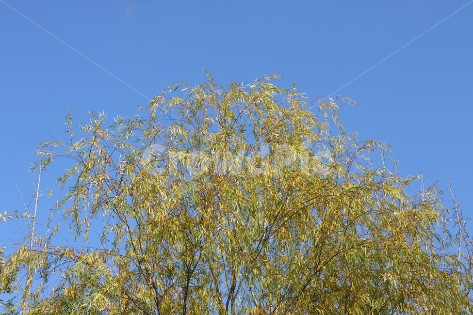 나무,가을,하늘,바람,tree,파란하늘,식물,자연,plants,nature,나무,trees,wood