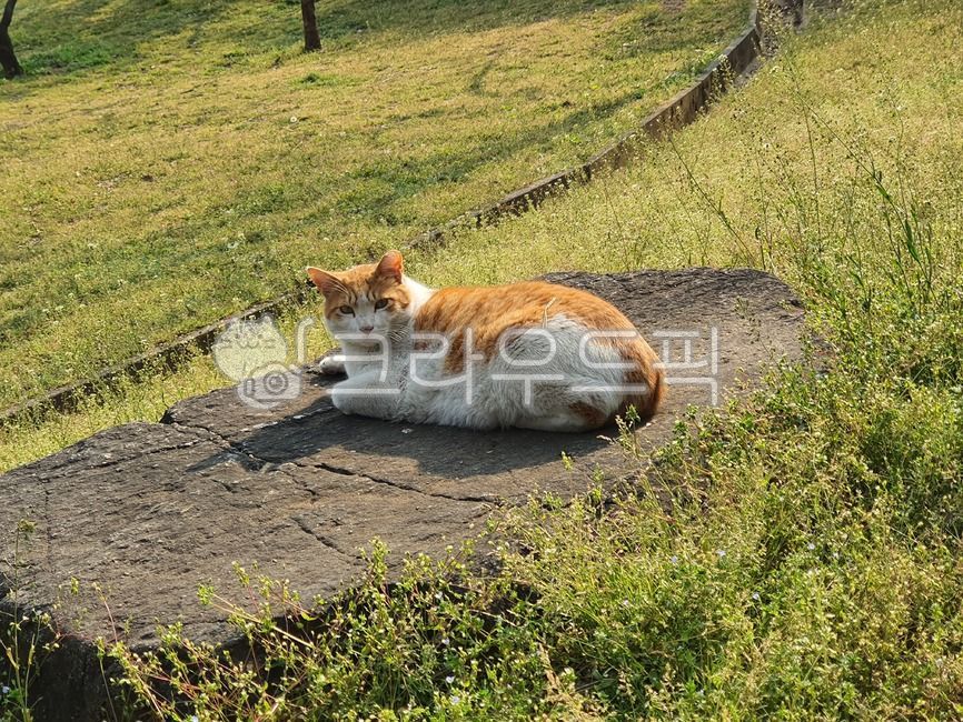 Bread posture,rest,stray cat,nature,cat,tranquility,cheese