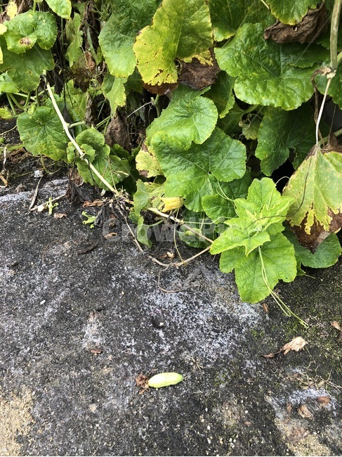 호박,잎,식물,자연,초록,숲,감성,식물,자연,plants,nature