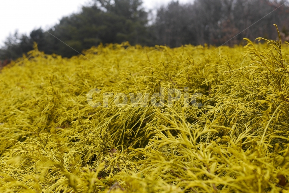 숲,들판,수목원,자연,라임색,겨울숲,아웃포커싱겨울,자연,풍경,nature,landscape,식물,plants,field,들,grassland,목초지,outdoors,옥외,farm,농장,rural,농촌