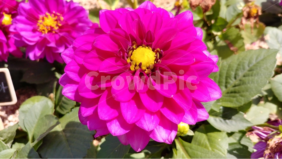 꽃,blossom,spring,flower,자연,nature,plants,식물,봄,자주색꽃,보라색꽃,식물,자연,plants,nature,꽃,flower