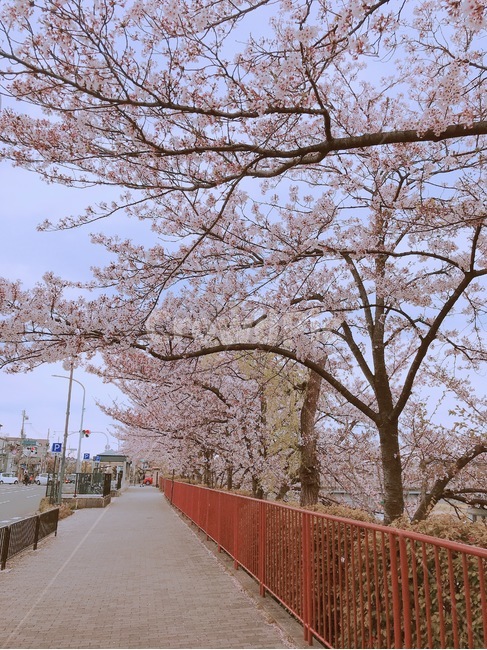 벚꽃,풍경,일본,교토,벚꽃길